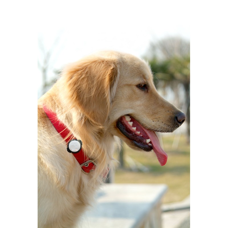Collare fitness per cani Fittypet TX-46 Clip-on activity tracker Nero, Bianco IP67